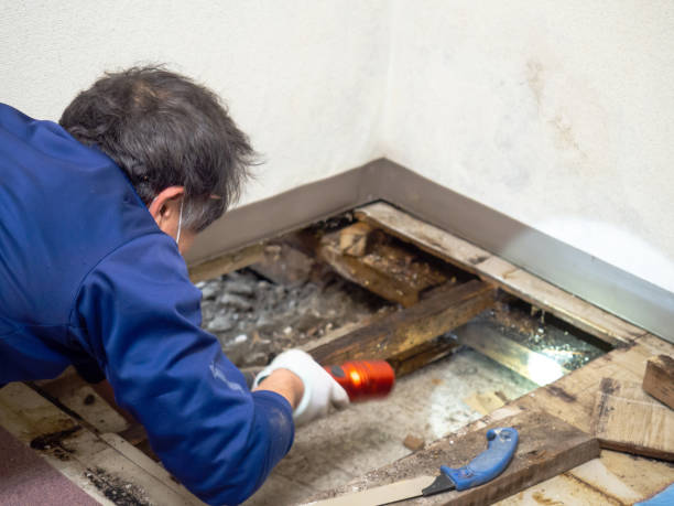 Best HVAC Mold Remediation in Thayer, MO