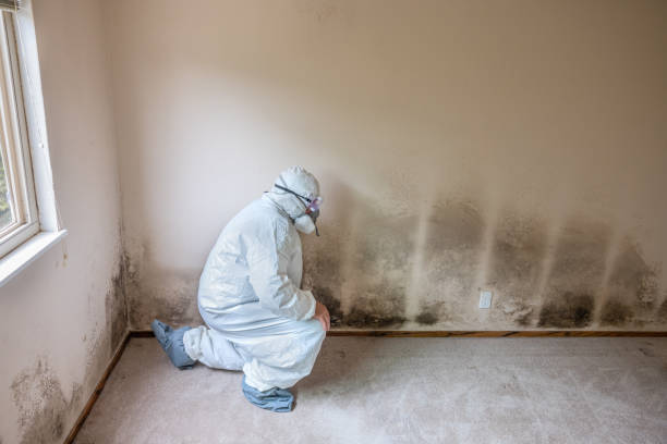 Best Black Mold Remediation in Thayer, MO