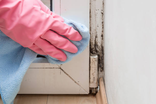 Best Residential Mold Remediation in Thayer, MO